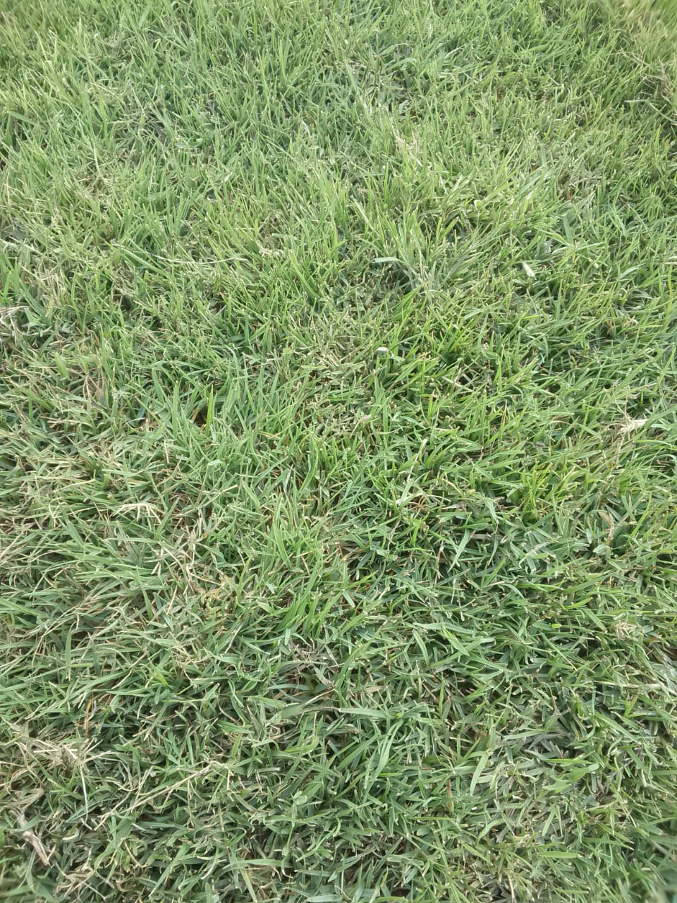 Selection No. 1 (Bermuda Grass)