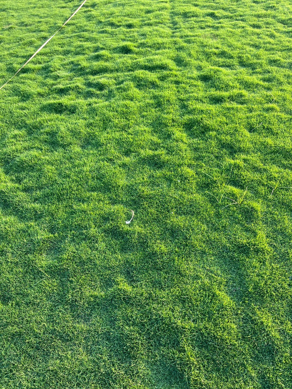 Mexican Carpet Grass